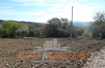 Terreno agricolo vicinanze di Corropoli - Immagine 7